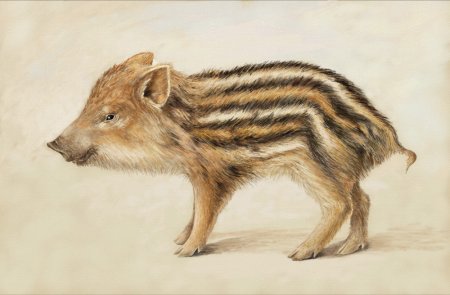 Дюрер Альбрехт животные