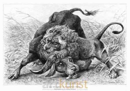 Старинные Гравюры животных