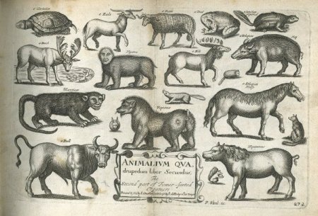 Старинные Гравюры с изображением животных