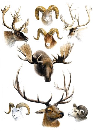 Старинные иллюстрации животных