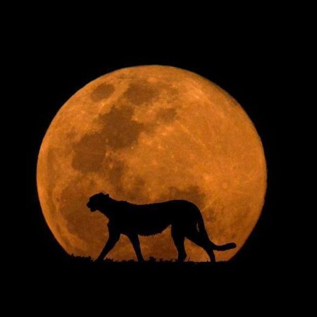 Животное на фоне Луны