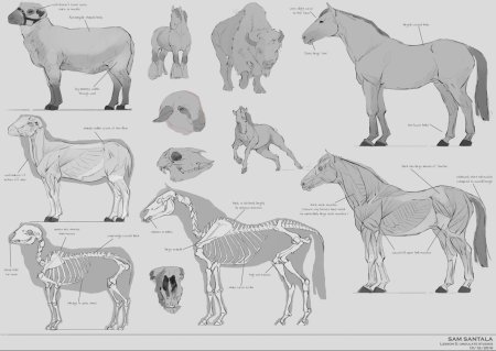 Животное с разных сторон