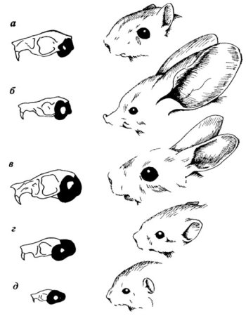 Уши разных существ