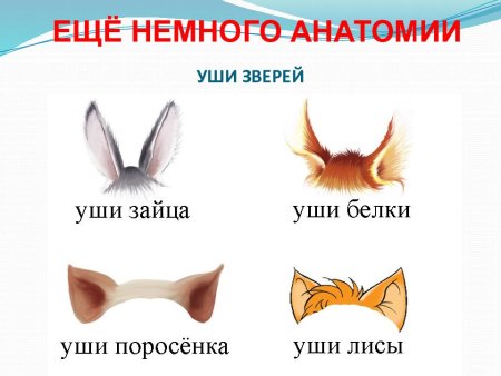Части тела разных животных