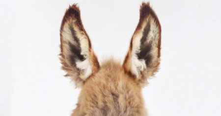 Уши животных