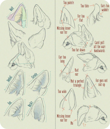 Кошачьи уши референс сбоку