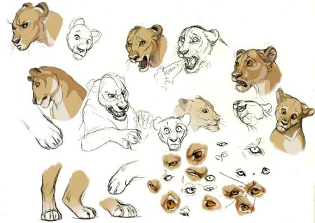 Анатомия львицы для рисования