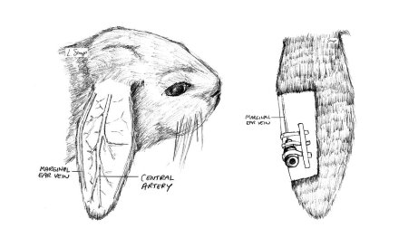 Строение уха зайца