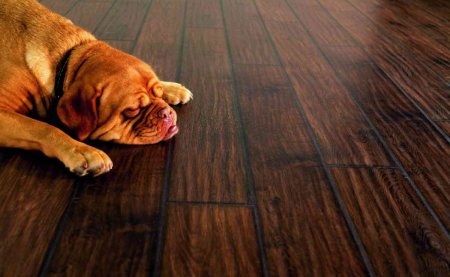 Ламинат и животные