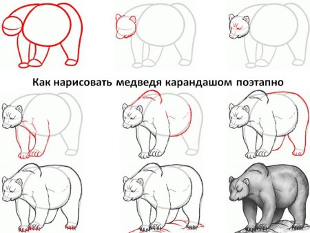 Поэтапное рисование медведя