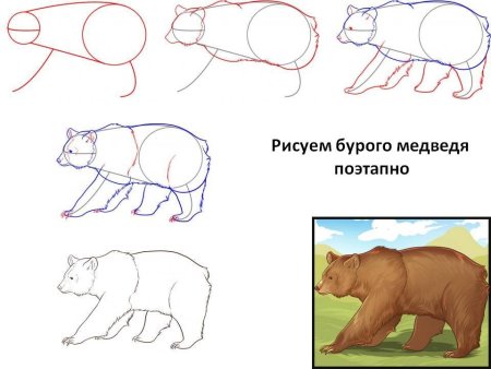 Как нарисовать бурого медведя ребенку