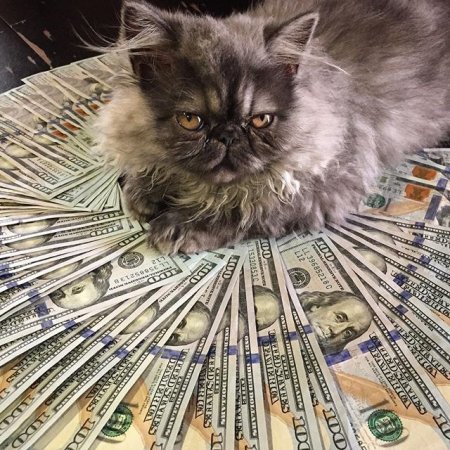 Богатая крыса