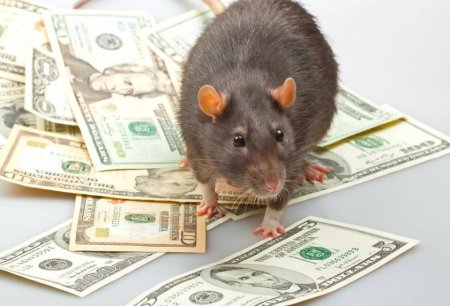 Животные с деньгами