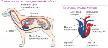 Схема строения кровеносной системы млекопитающих