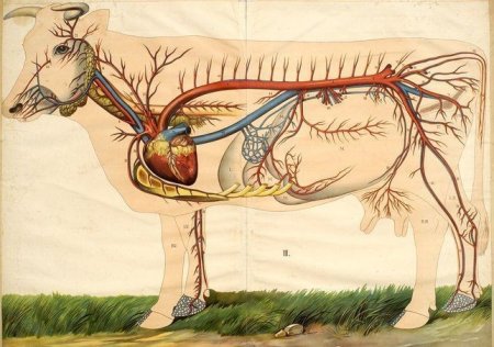 Кровеносная система анатомия КРС