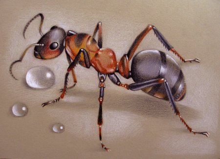 Муравей рисунок