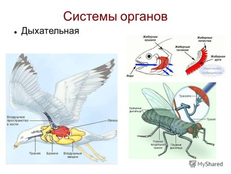 Строение дыхательной системы животных