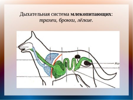 Строение дыхательной системы млекопитающих