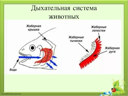 Жаберное дыхание у животных