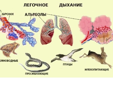 Строение дыхательной системы у позвоночных