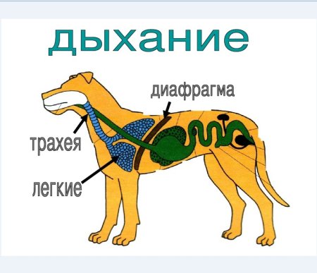 Дыхательная система собаки анатомия