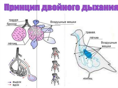 Дыхательная система у животных и птиц