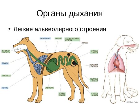 Дыхательная система млекопитающих 7 класс биология