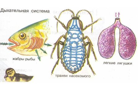 Дыхательная система животных