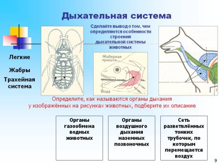 Дыхательная система система позвоночных животных строение