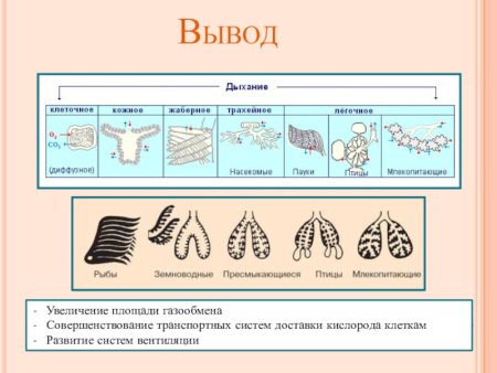 Эволюция дыхательной системы животных