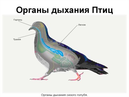 Органы дыхательной системы птиц