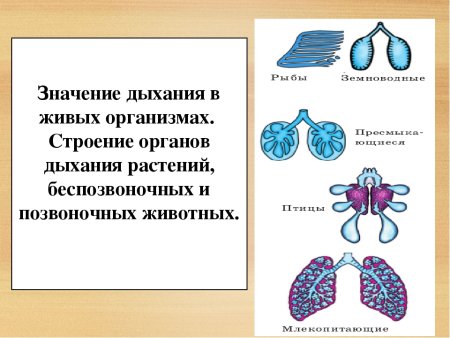 Органы дыхания у всех живых организмов