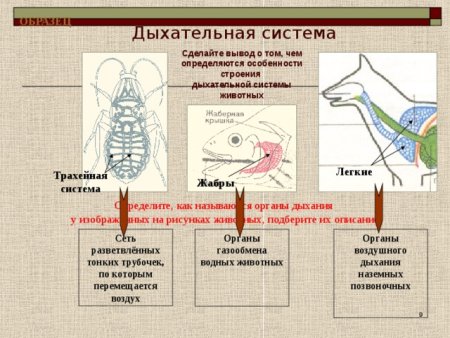 Дыхательная система система животных