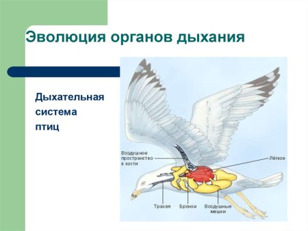 Эволюция дыхательной системы п