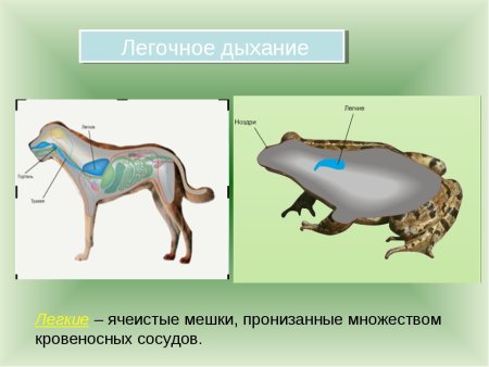 Дыхание животных 6 класс