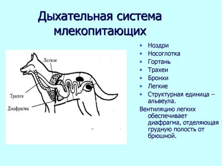 Дыхательная система млекопитающих схема