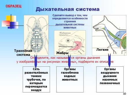 Схема дыхательной системы животных