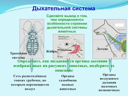 Система органов дыхательной системы системы у животных