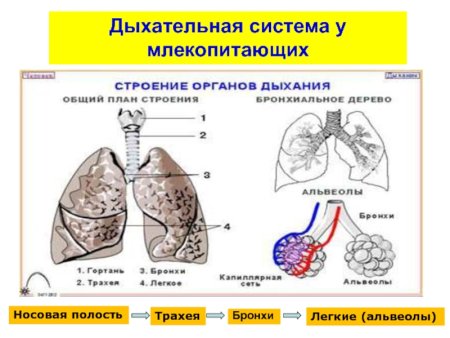 Схема строения дыхательной системы млекопитающих