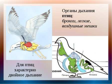 Органы дыхания и газообмен у птиц