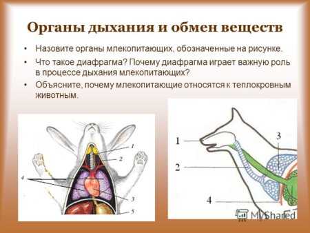 Органы дыхания кролика дыхательная система
