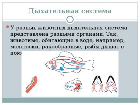Система органов дыхания животных