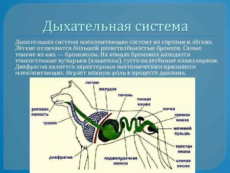 Дыхательная система млекопитающих схема