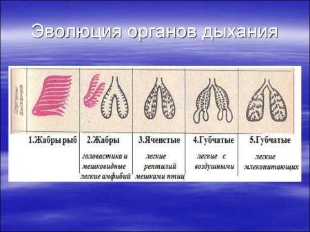 Дыхательная система Эволюция дыхательной системы