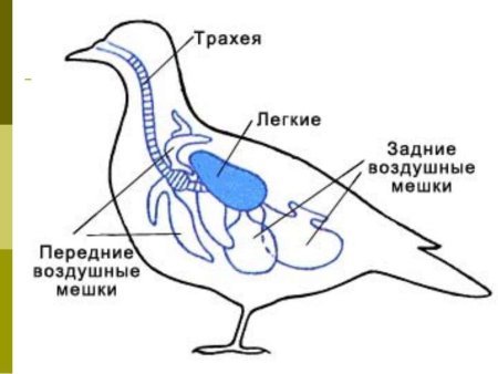 Дыхательная система птицы состоит