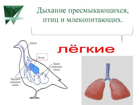 Система органов дыхания живых организмов