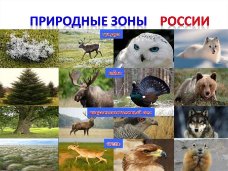 Природные зоны России