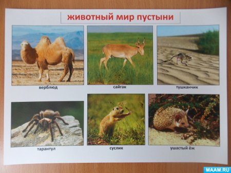 Животные природных зон России