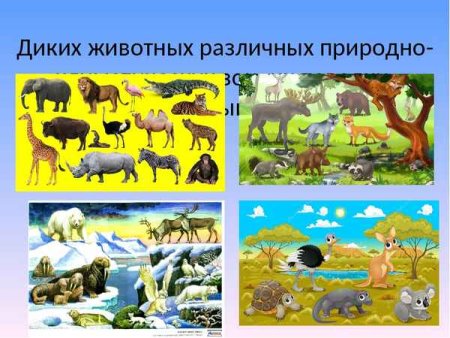 Рисунки на тему природа и животные