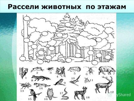 Животные тундры раскраска
